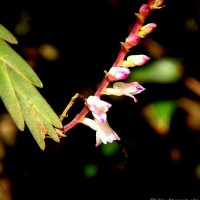 Podochilus malabaricus Wight